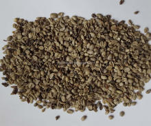 wholesale fresh coffee beans for sale