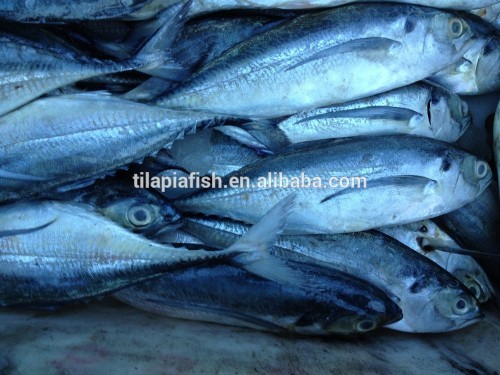 pacific mackerel on sale