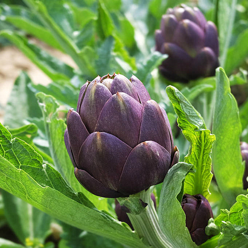 Artichoke 3