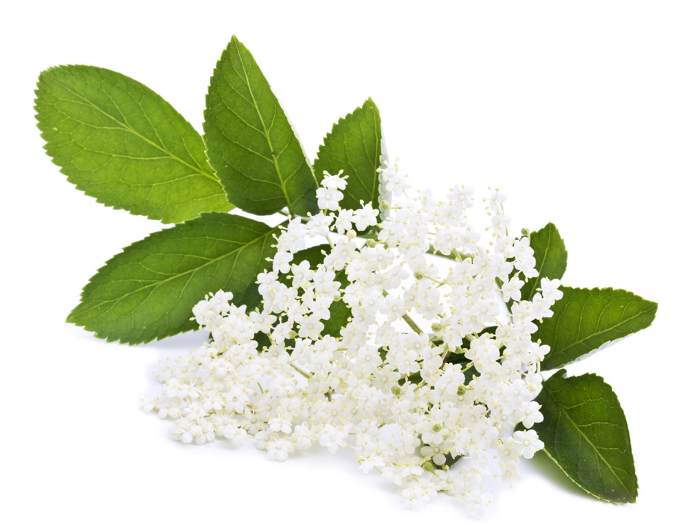 Elderberry extract