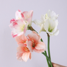 White Red Pink Amaryllis Flower Arrangements for Home Decor