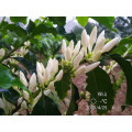 Đậu cà phê arabica hữu cơ