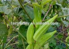 New Crop okra seeds for cultivation