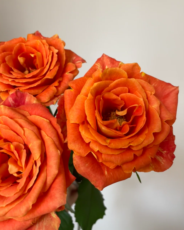 রোজ ক্যান্সার Rose Cancer
