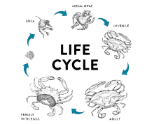 High Efficient Water Purification System for Commercial Mud Crab and Crayfish Farming Cages