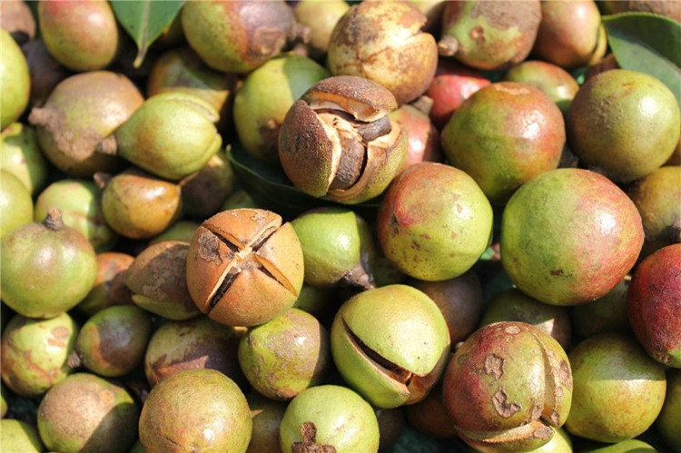 Olio di semi di camelia per la cura della pelle