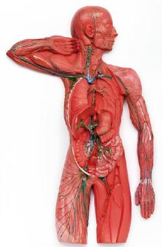 Systemic lymphatic system model
