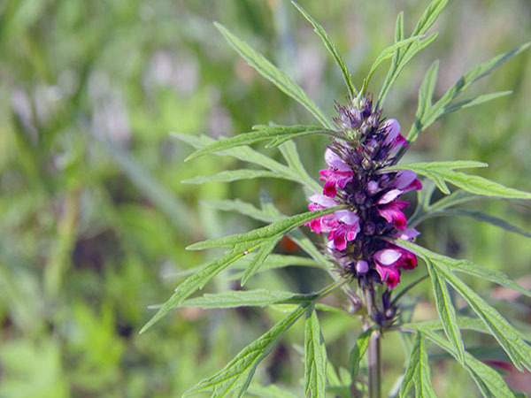 Motherwort 1