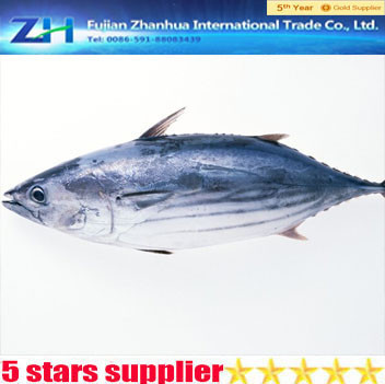 frozen skipjack tuna whole round ,skipjack tuna price.sea frozen skipjack tuna price.