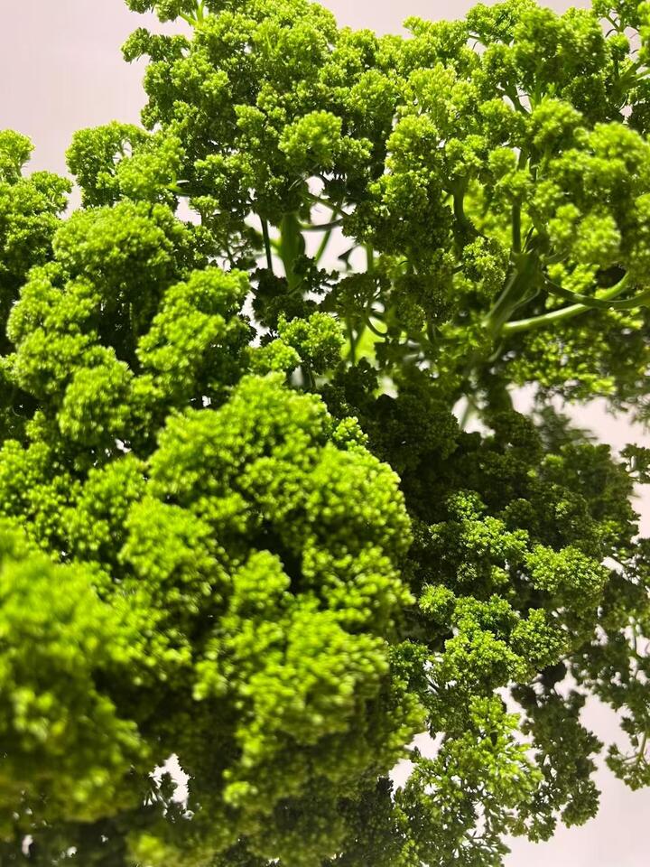 القصبة الهوائية الخضراء Green Trachelium
