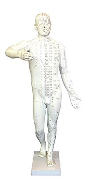 Standard acupuncture and moxibustion model