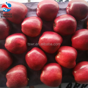 Chinese Huaniu apple Fresh red delicious apple fruit fresh apple