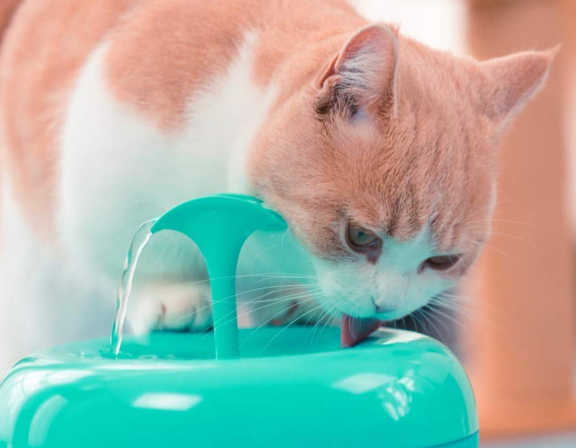 Patented 5-Layer Filtration Pet fountain