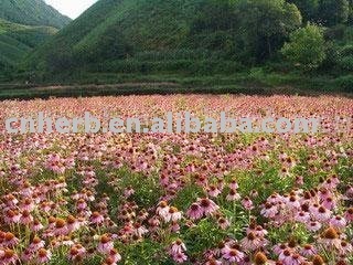 Echinacea Purpurea/Echinacea Herbal tea