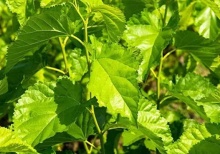 Mulberry Leaf Extract 20