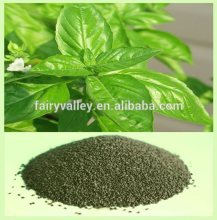 Gardening Flower Seeds Basil Seed For Cultivating
