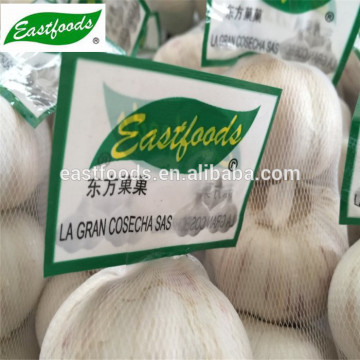 Shandong Pure White Garlic 5