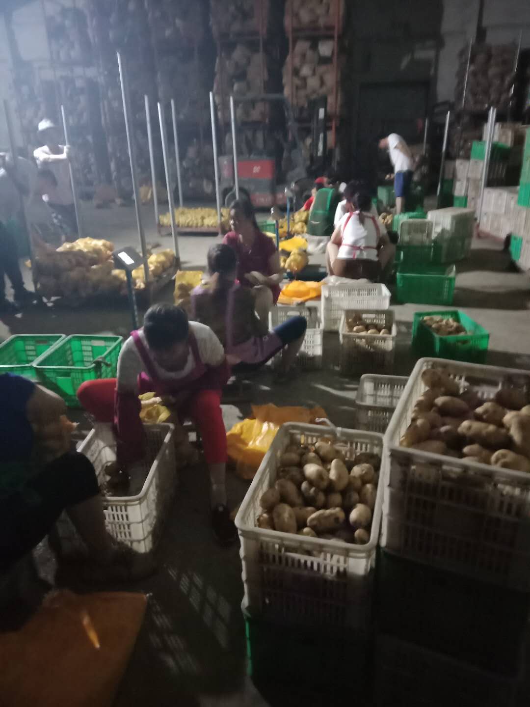 China fresh potato hot sale yellow potato export price