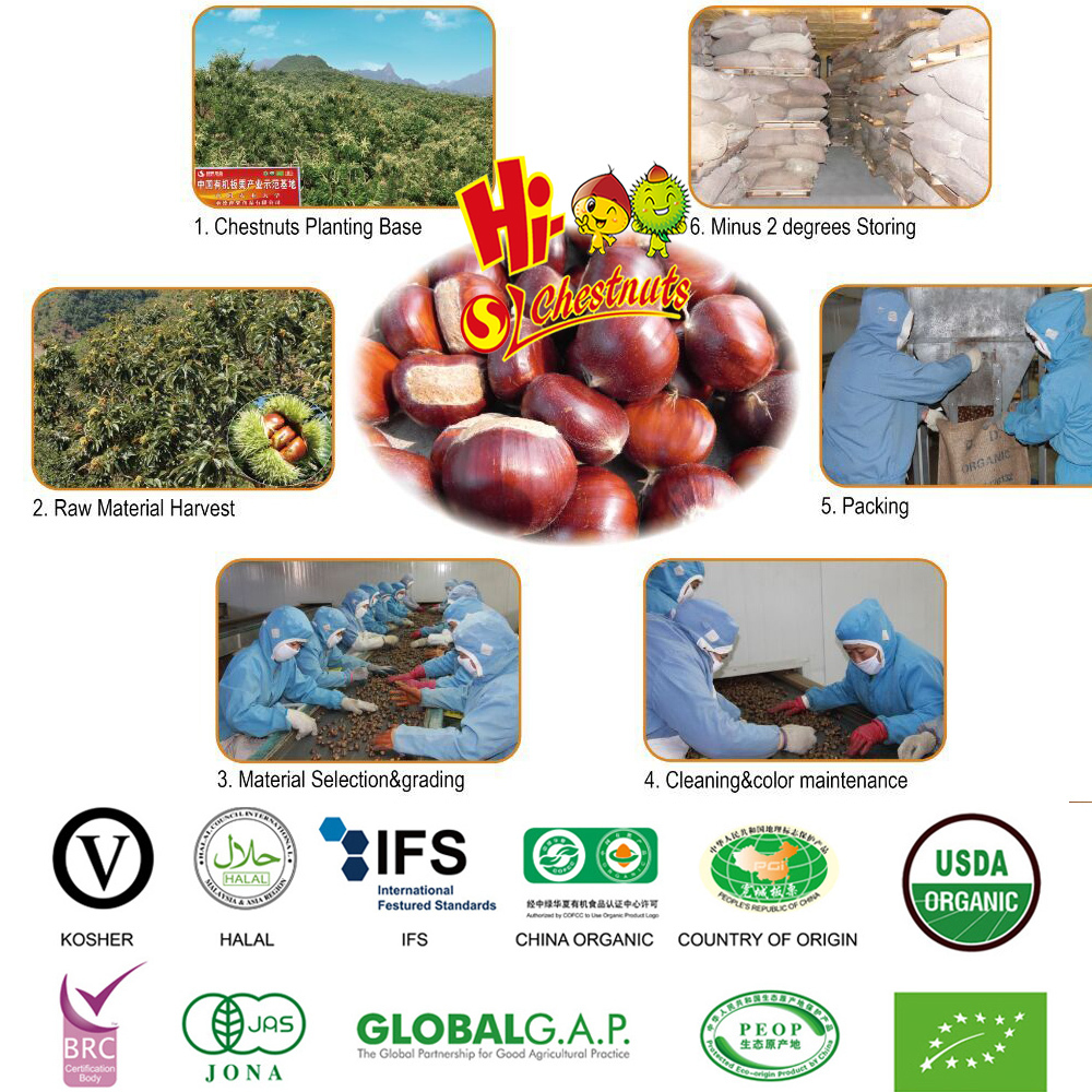 New Crop Bulk Chinese Chestnuts Wholesale Castanea Sativa