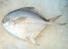 Silvery Pomfret for Sale