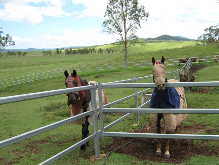 Livestock Cattle Curved Race Panels