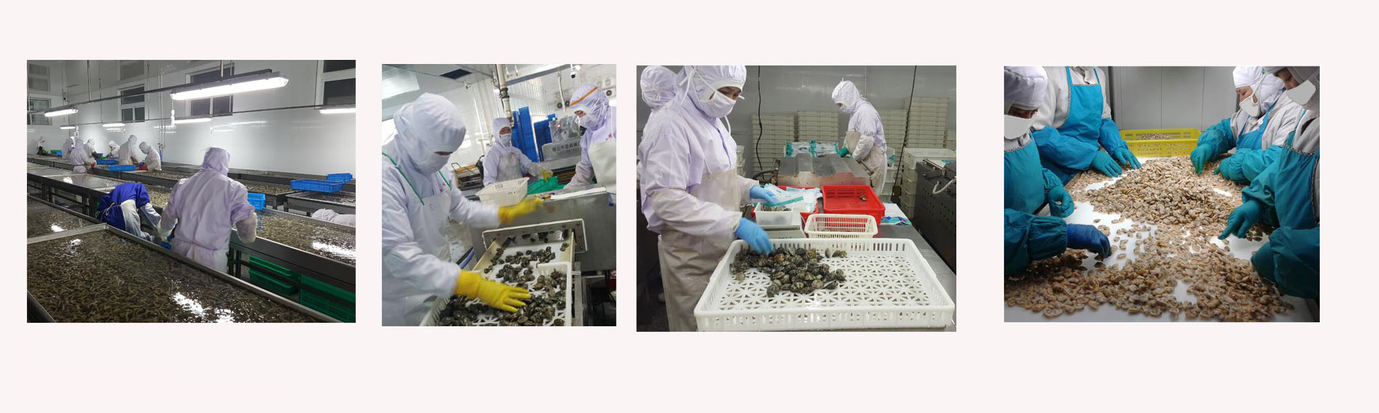 Zamrożony ugotowany małże małże w skorupce