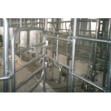 Fish bone milking parlor for cow