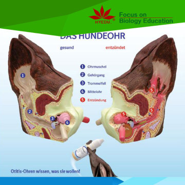 High-Quality Dog Ear Model for Teaching and Studying