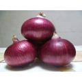 Fresh red onions size 8cm up