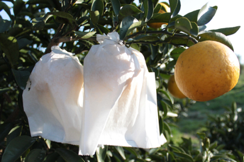 Tangerine Fruit Protection Tasche