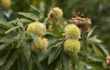 Professional Exporting 40-50 Fresh Chestnut