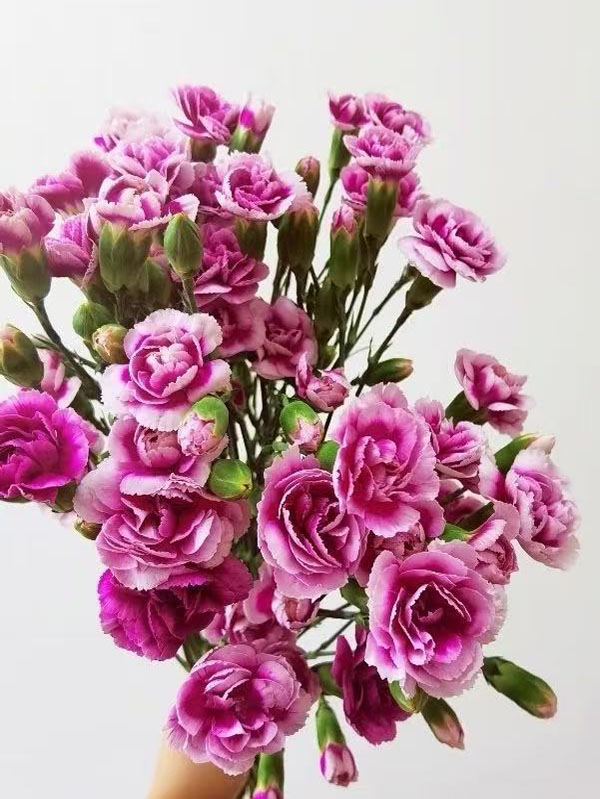 স্প্রে কার্নেশন ফ্যাশনের রাজকুমার Spray carnation the prince of fashion4