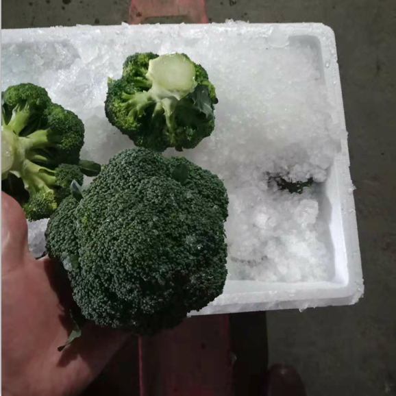 Chinese quality broccoli supply / fresh vegetable export