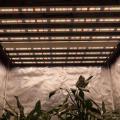 Samsung UV IR Led Medical Plant Grow Light