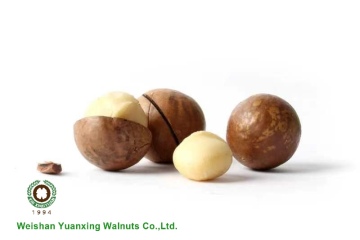 Big Size Macadamia Nuts In Shell Raw
