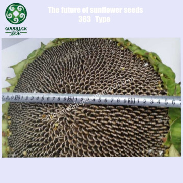 Wholesale Sunflower Seed Ton Price