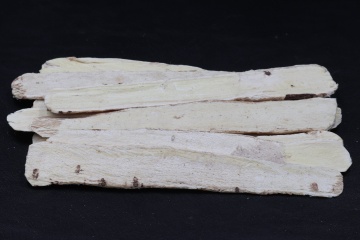 Astragalus Root