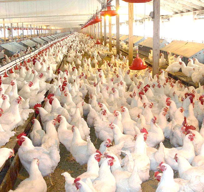IP66 T13 Poultry Tube Lighting System, Flicker Free, Smart Timing and Dimming Function