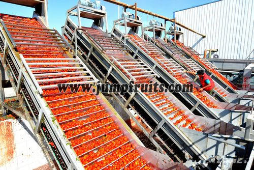 turnkey canned tomato machine with new design