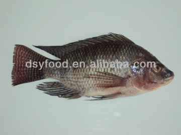 Frozen Black Tilapia Fish