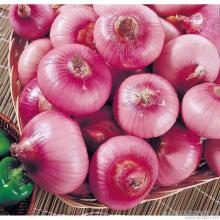 Chinese Best Selling Red Onions