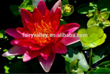 Red Water Lily Seeds Lotus Seeds For Growing