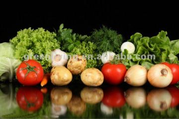 Pick directly from farmland,fresh vegetables wholesaler