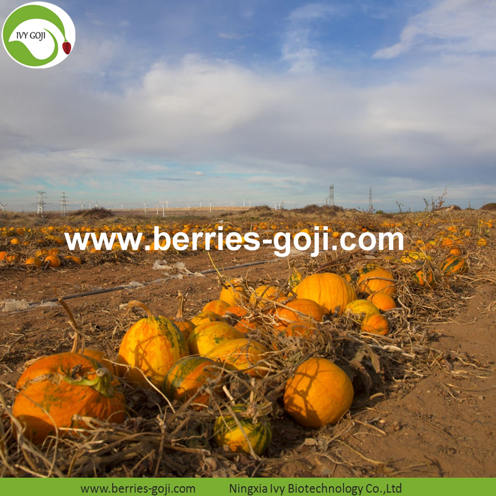 Kürbiskerne Kerne Pumpkin Seeds Kernels