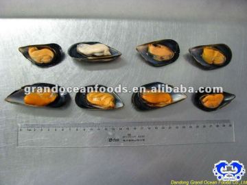 IQF mussel meat with shell