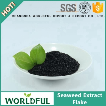 Pure Natural Wakame Seaweed Kelp Extract Seaweed Extract Flake