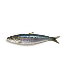 Frozen Sardine bevroren sardine -vis