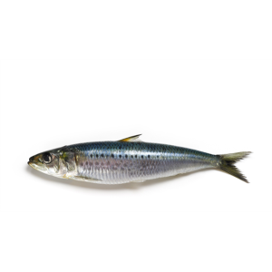 Gefrorener Sardine gefrorener Sardinenfisch