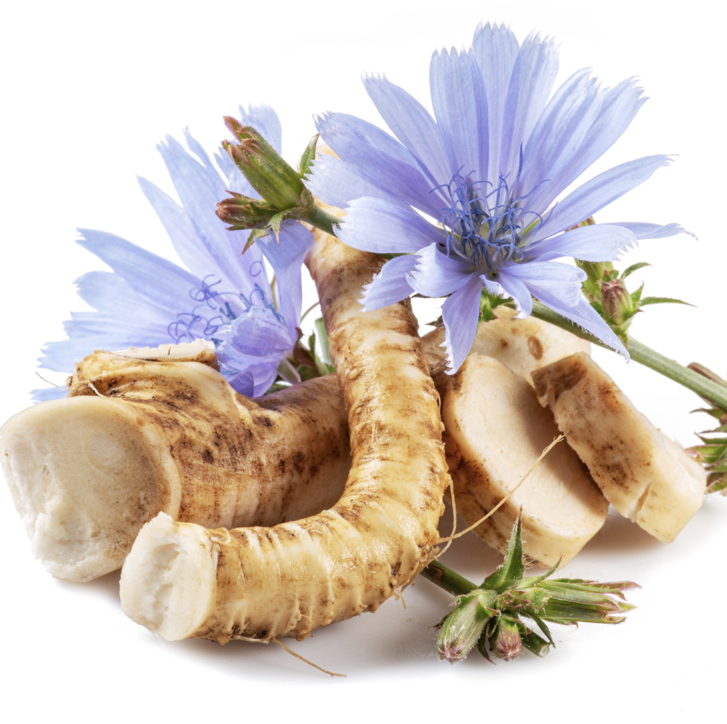 Extrato de raiz de Cichorium Intybus Cichorium Intybus Root Extract
