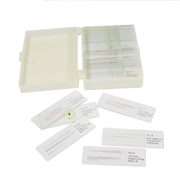Frog Embryo Development Microscope Slides - 28 Piece Educational Biology Teaching Kit
